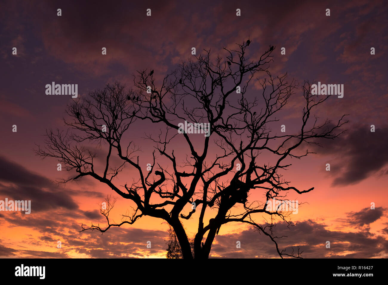Un albero morto al tramonto nel Pantanal del Nord, Brasile Foto Stock