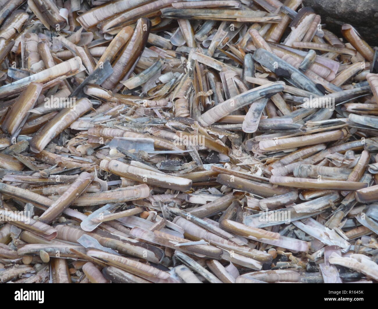 Lo splendido paesaggio di Blavand Danimarca Foto Stock