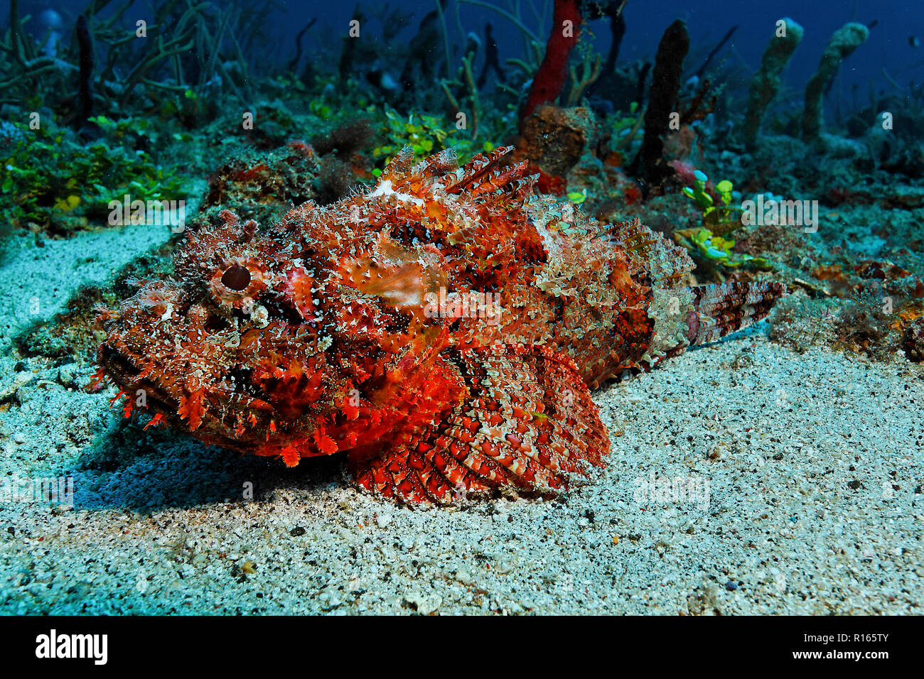 Avvistato Scorpionfisch, (Scopaena plumeri), poggiante su sany fondali, Grenada, isola dei Caraibi Foto Stock