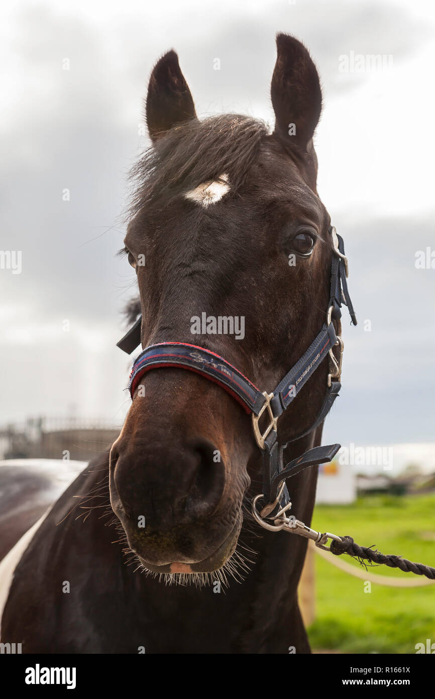 Marrone e bianco castrazione cavallo Foto Stock
