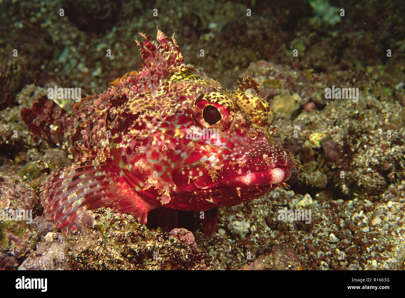 Pazifische gefleckte Drachenkopf (Scorpaena mystères), Galapagos, Ecuador | Pacifico Spotted scorfani (Scorpaena mystères), Isole Galapagos, Ecuador Foto Stock