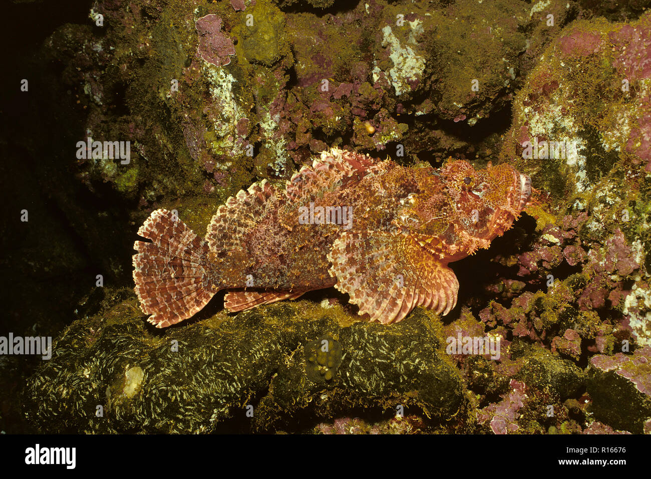 Bärtiger Drachenkopf (Scorpaenopsis oxycephala) Korallenriff im, Hurghada, Ägypten | Tassled scorfani (Scorpaenopsis oxycephala), Hurghada, Egitto Foto Stock