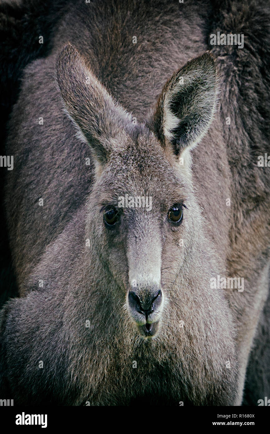 Il mio amico il canguro Foto Stock