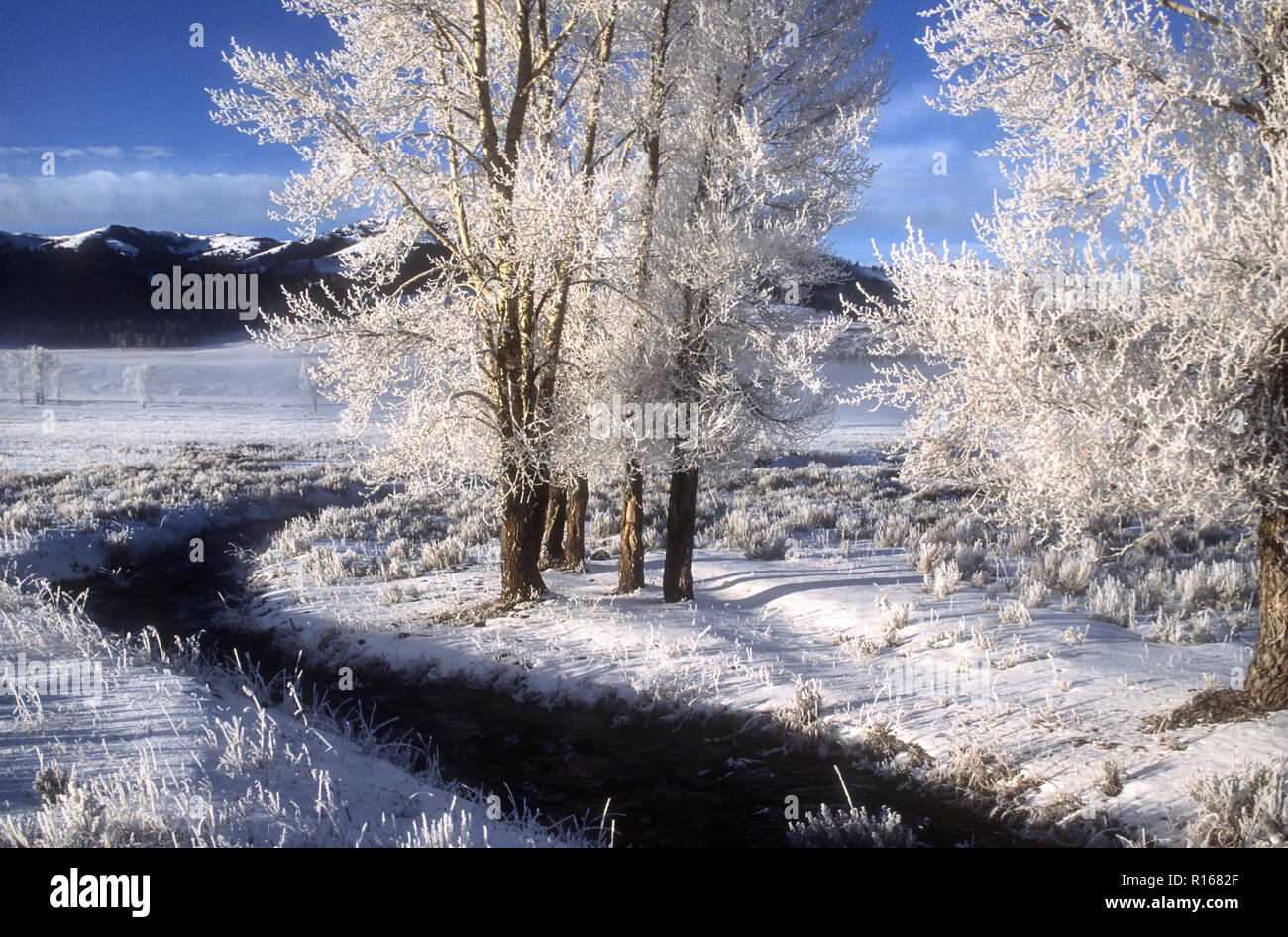 Nord America; Stati Uniti; Wyoming; Lamar Valley; il Parco Nazionale di Yellowstone; inverno; brina; pioppi neri americani alberi. Foto Stock