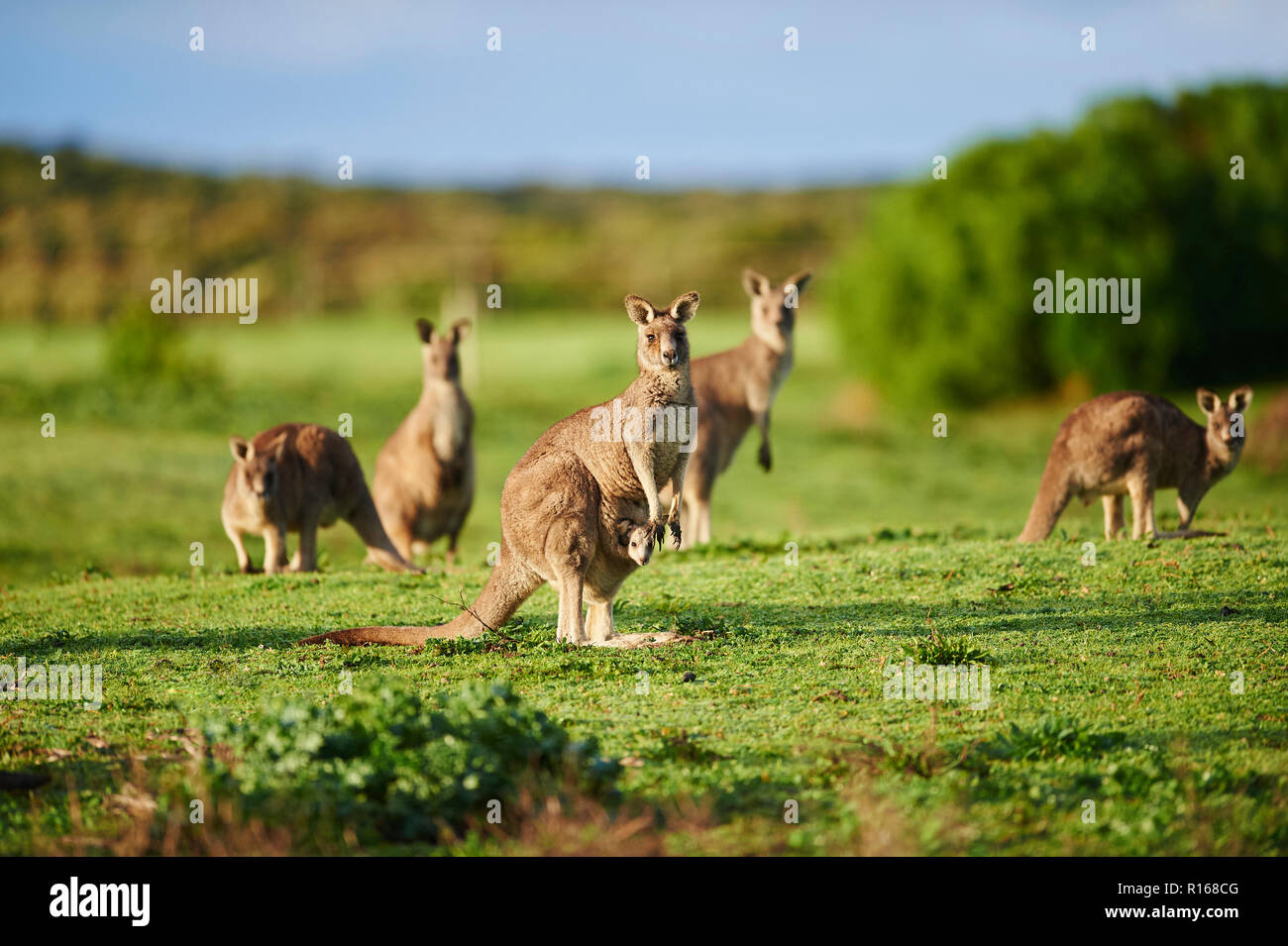 Grigio orientale canguri (Macropus giganteus) su un prato, grande Otway National Park, Victoria, Australia Foto Stock