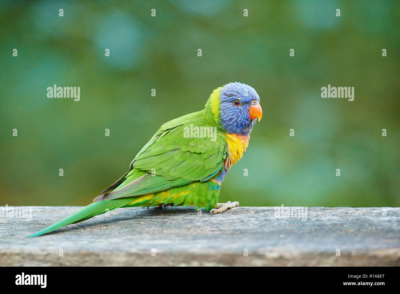 Rainbow lorikeet (Trichoglossus moluccanus), seduti, spiaggia di ciottoli, Victoria, Australia Foto Stock