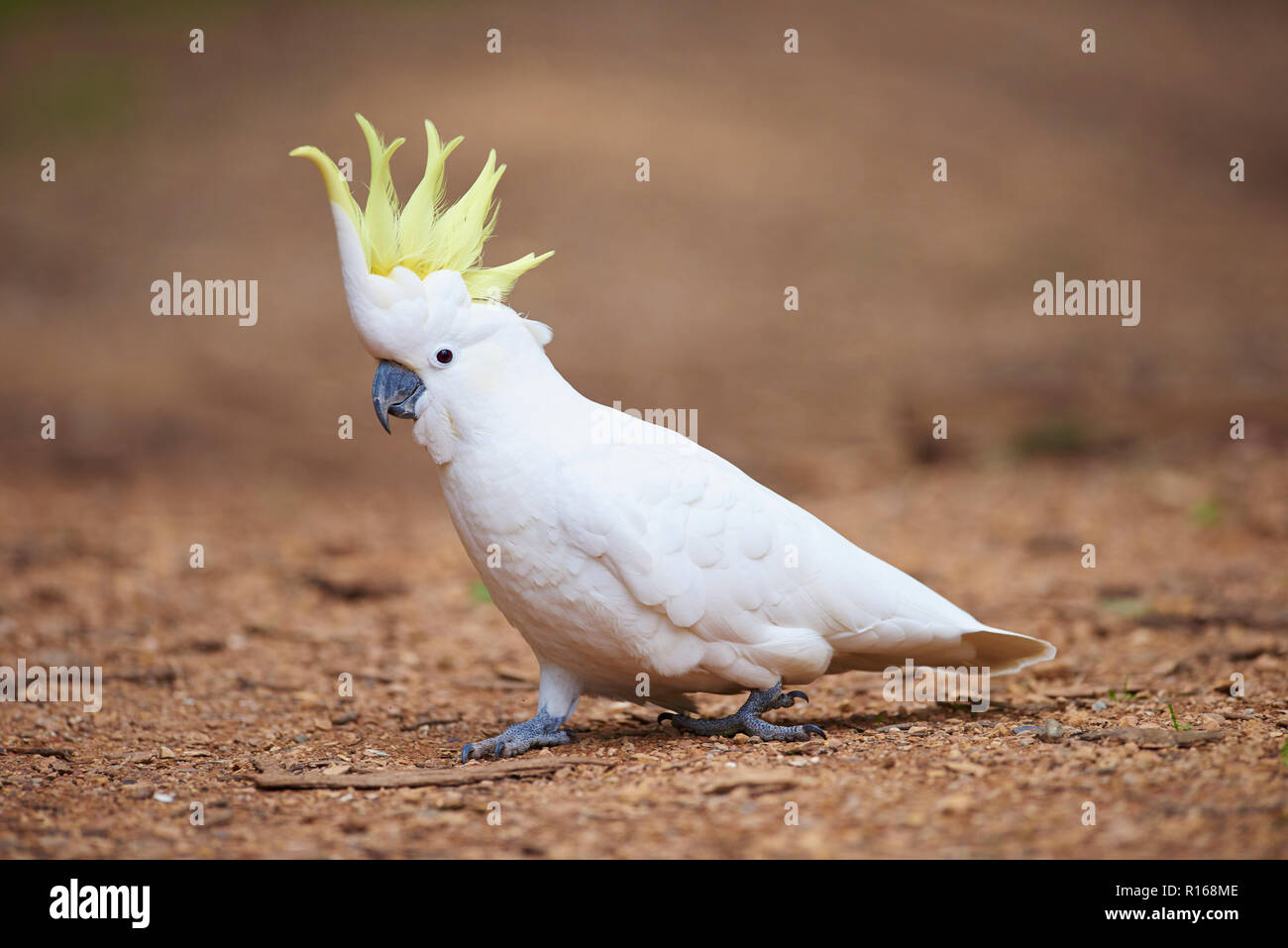 Zolfo-crested cockatoo (Cacatua galerita) sul suolo, gamma Danenong National Park, Australia Foto Stock