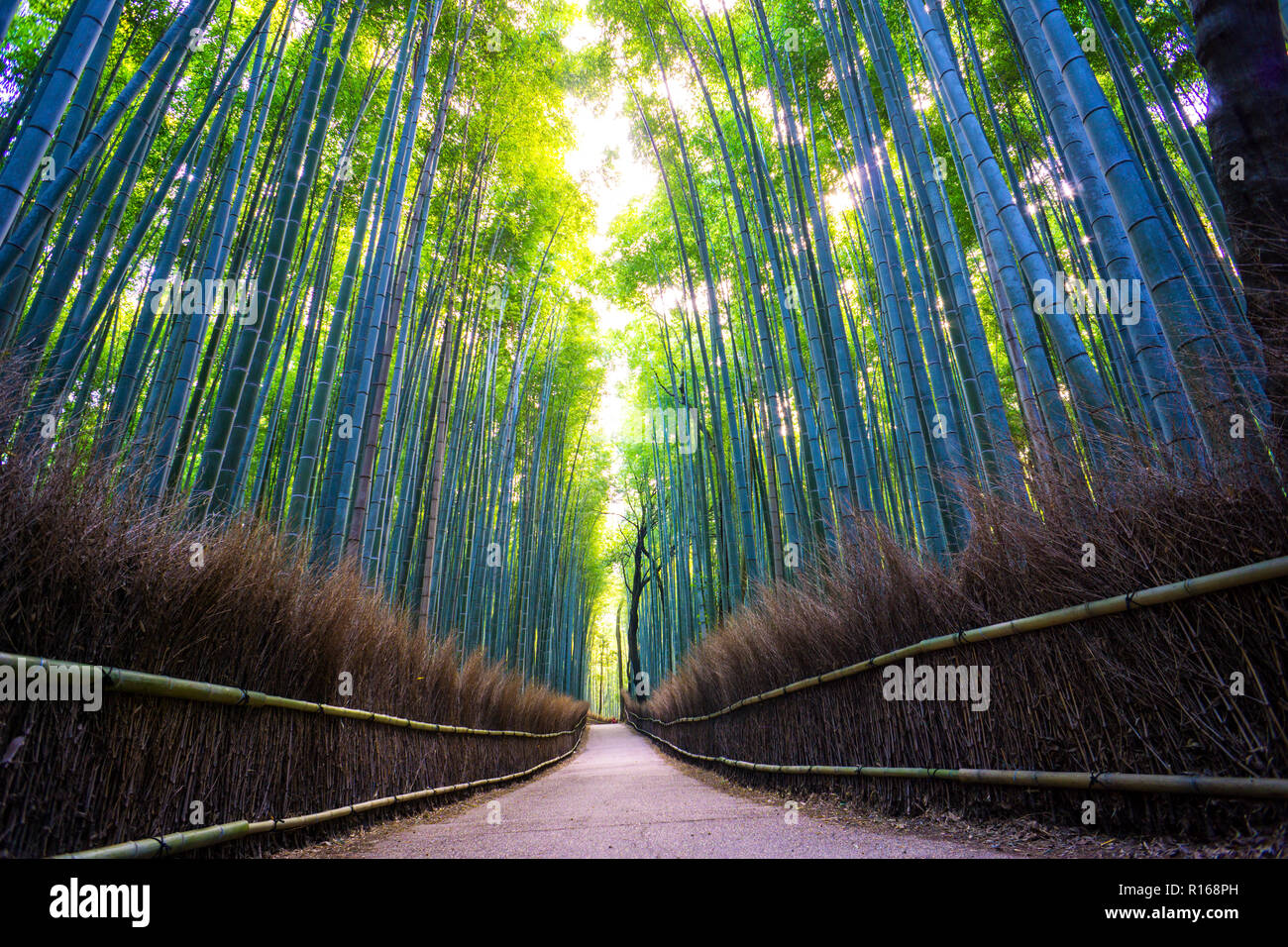 Percorso attraverso Arashiyama Foresta di Bamboo Grove, prefettura di Kyoto, Giappone Foto Stock
