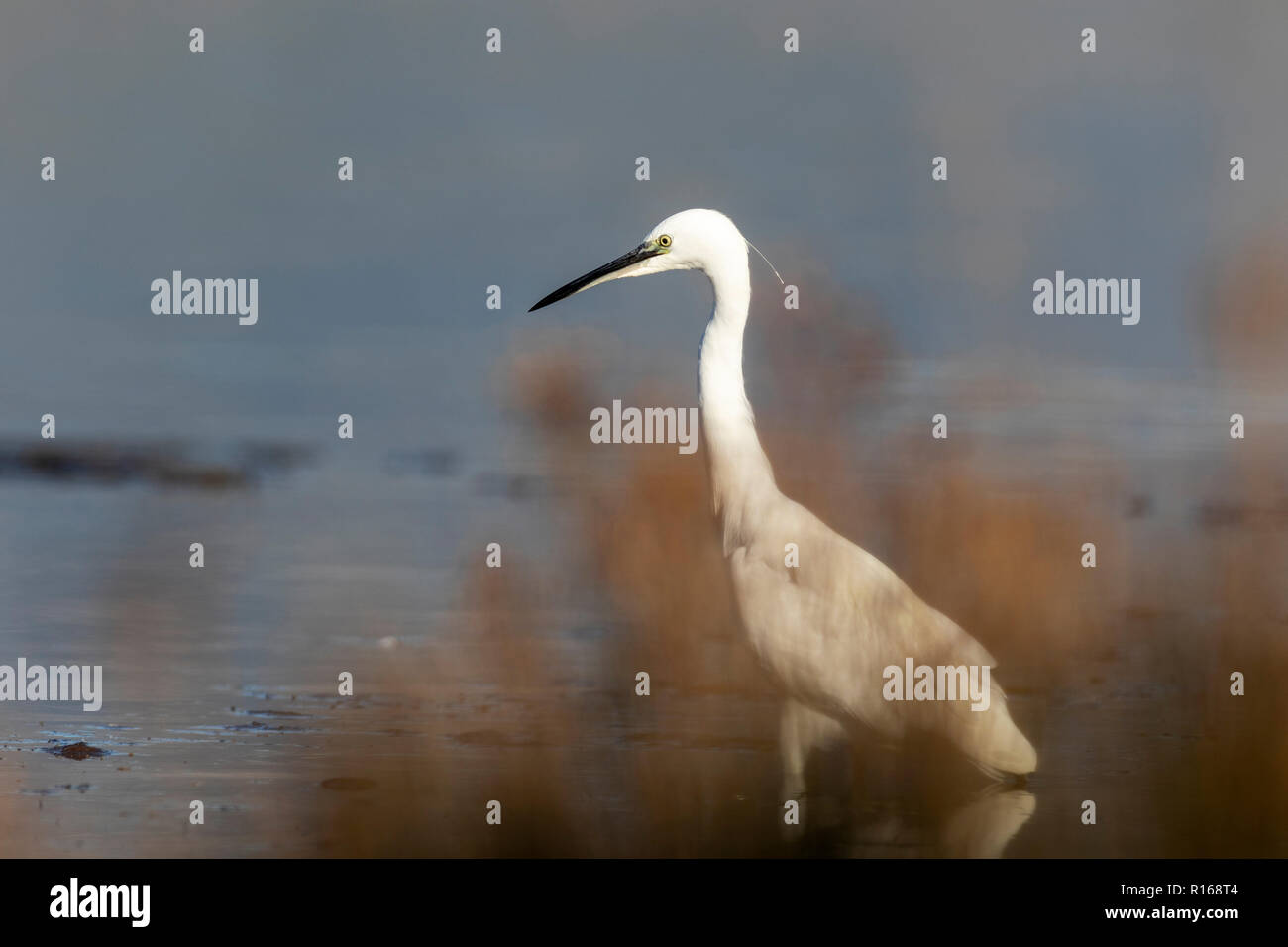 La garzetta (Egretta garzetta) sul delta del Neretva, Croazia Foto Stock