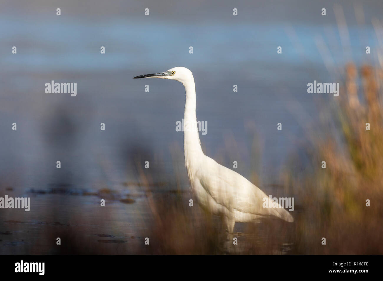 La garzetta (Egretta garzetta) sul delta del Neretva, Croazia Foto Stock