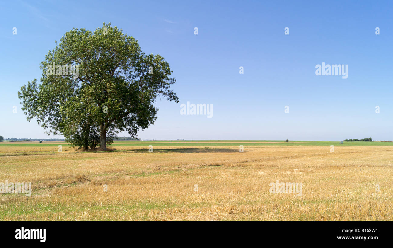 Campo con rovere solitario Foto Stock