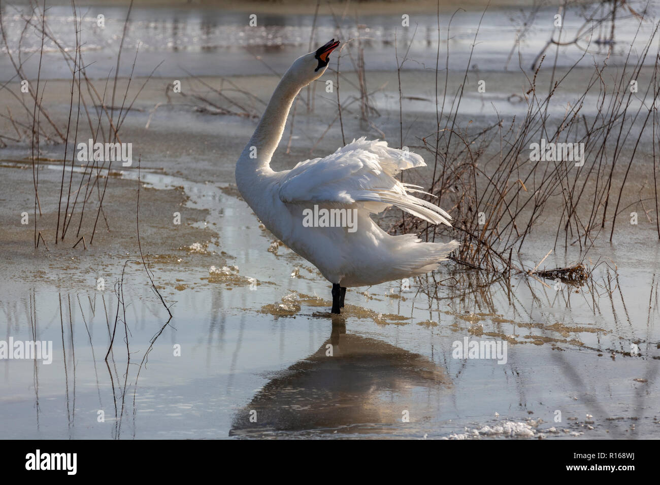In inverno la danza del cigno sul acqua, Cigno, Cygnus olor, Europa, Polonia. Foto Stock