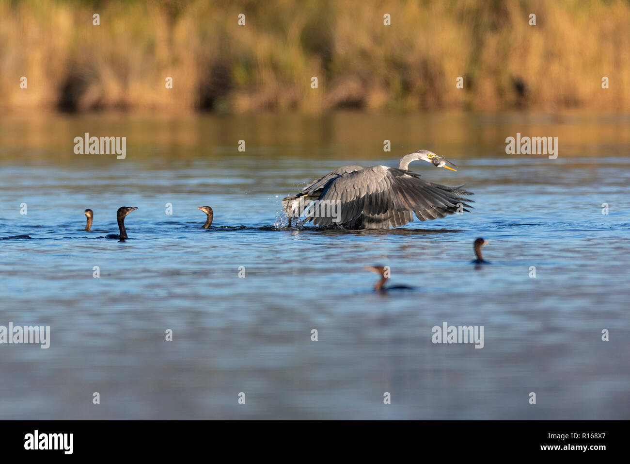 Il cormorano pigmeo (Microcarbo pygmaeus) sul delta del Neretva, Croazia Foto Stock