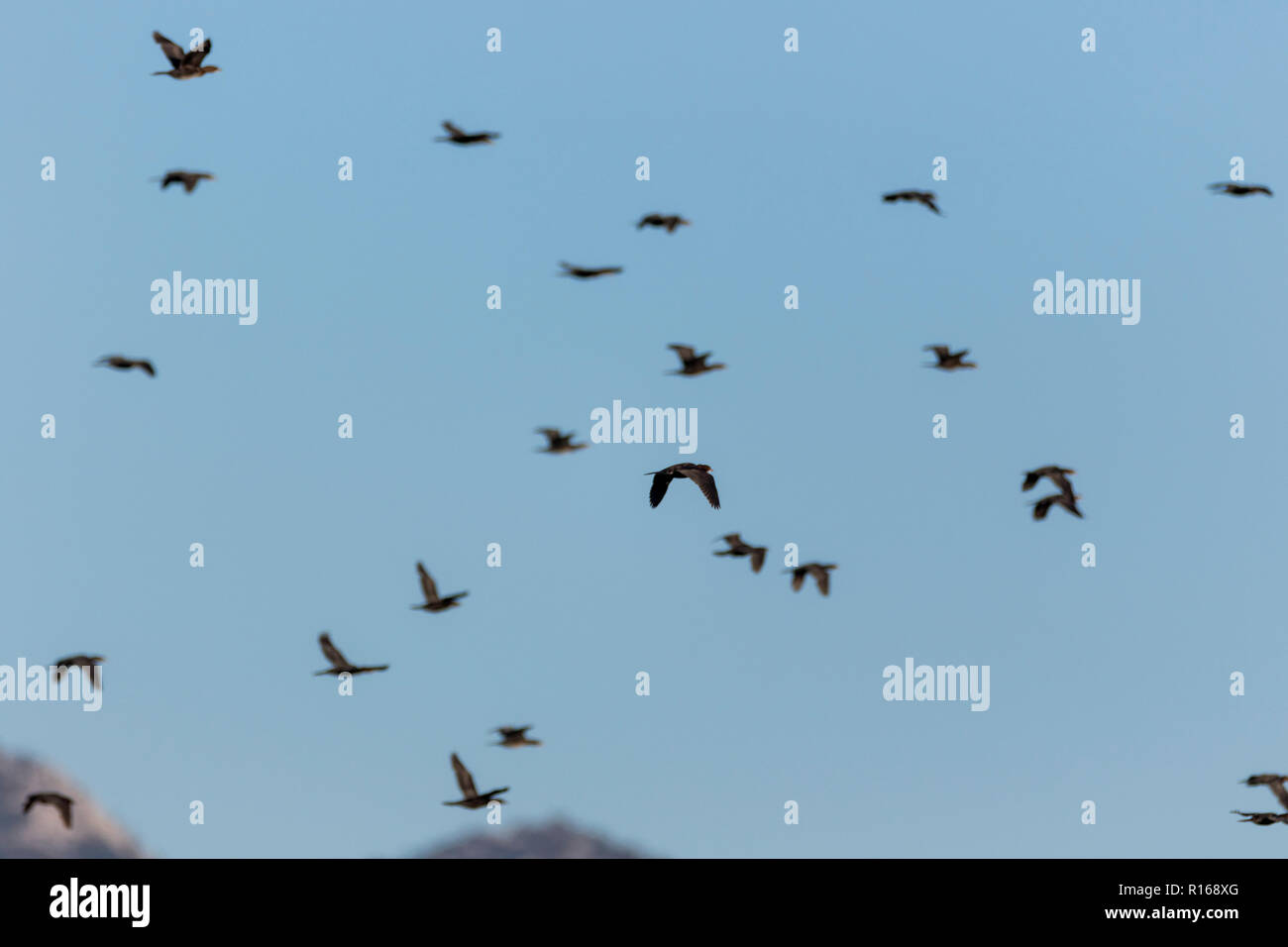 Il cormorano pigmeo (Microcarbo pygmaeus) sul delta del Neretva, Croazia Foto Stock