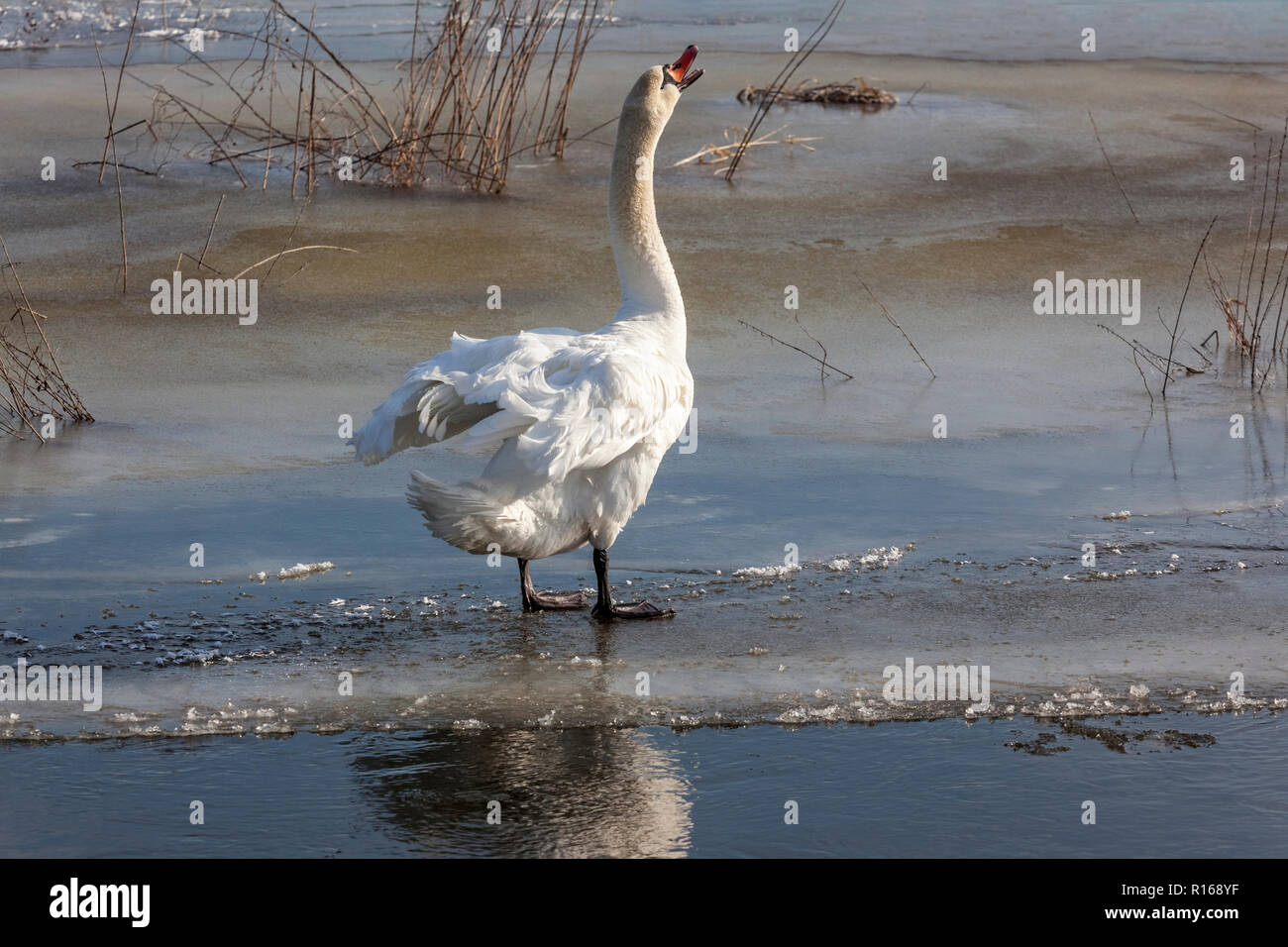 In inverno la danza del cigno sul acqua, Cigno, Cygnus olor, Europa, Polonia. Foto Stock