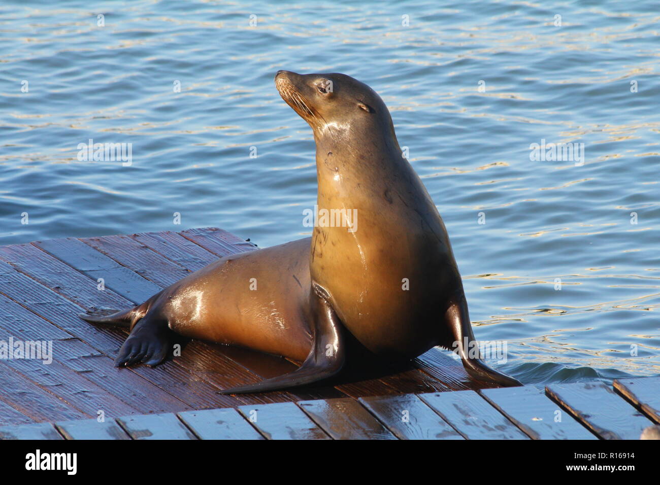 San Francisco i leoni di mare Foto Stock