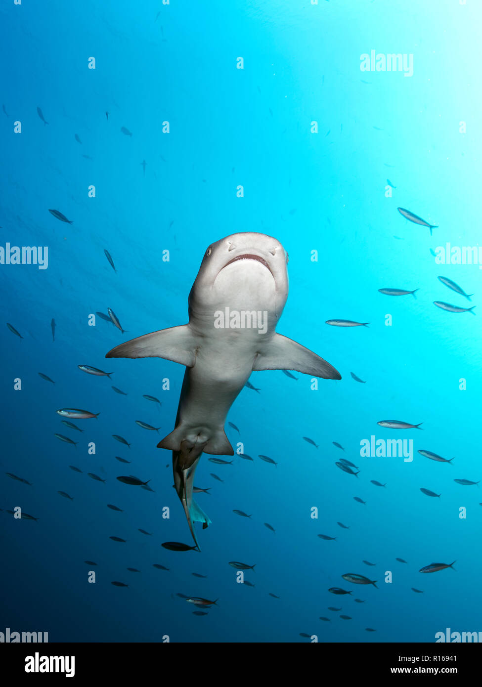 Whitetip reef shark (Triaenodon obesus) dal di sotto in mare aperto, pacifico, Queensland, Australia Foto Stock