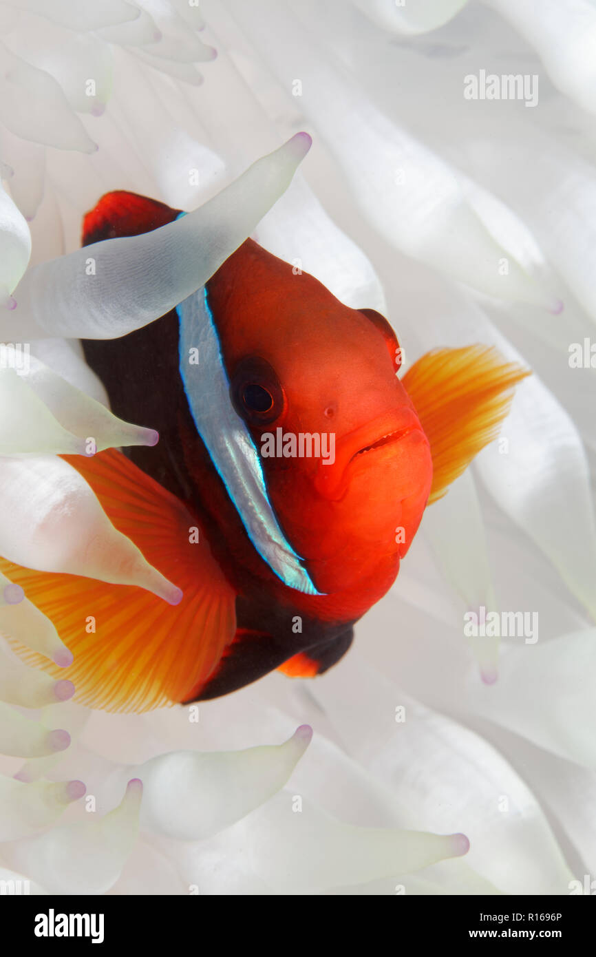 Clark (anemonefish Amphiprion clarkii) in bianco anemone, della Grande Barriera Corallina, Pacifico, Australia Foto Stock