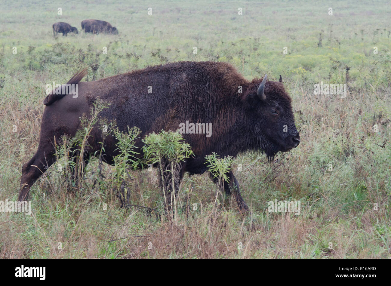 American bison bison bison, sotto la pioggia su un Oklahoma tallgrass prairie Foto Stock American bison bison bison, sotto la pioggia su un Oklahoma tallgrass prairie Foto Stock
