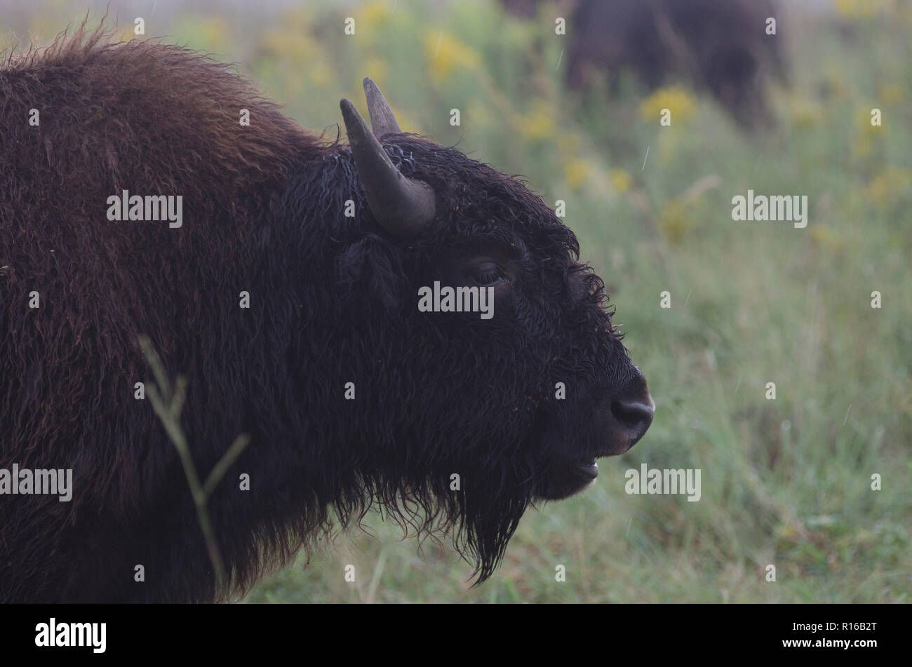 American bison bison bison, sotto la pioggia su un Oklahoma tallgrass prairie Foto Stock American bison bison bison, sotto la pioggia su un Oklahoma tallgrass prairie Foto Stock