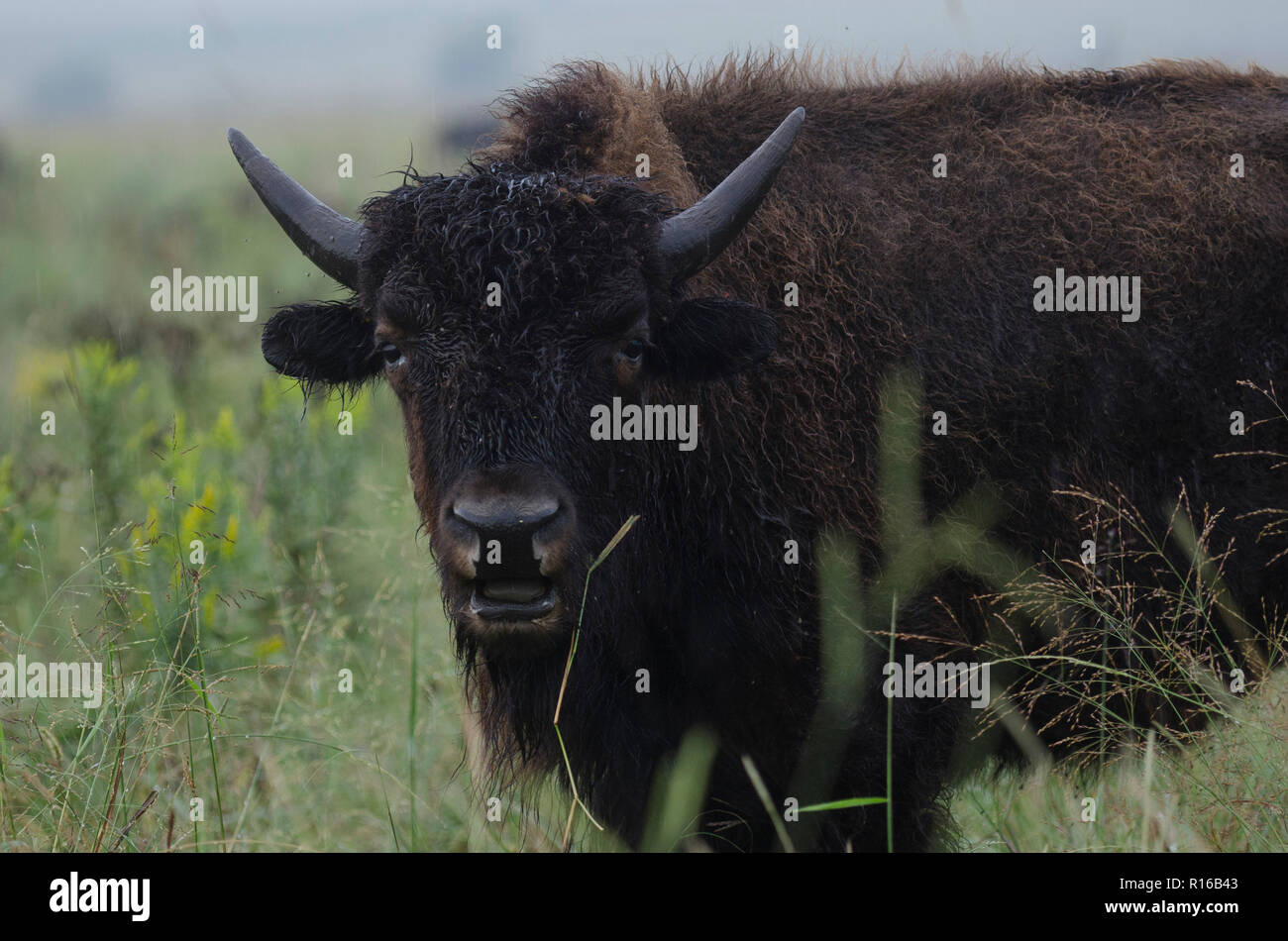 American bison bison bison, sotto la pioggia su un Oklahoma tallgrass prairie Foto Stock American bison bison bison, sotto la pioggia su un Oklahoma tallgrass prairie Foto Stock