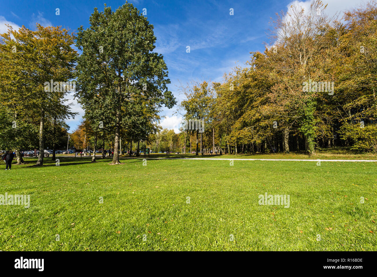 L'Irlanda Limerick Curraghchase Forest Park Foto Stock