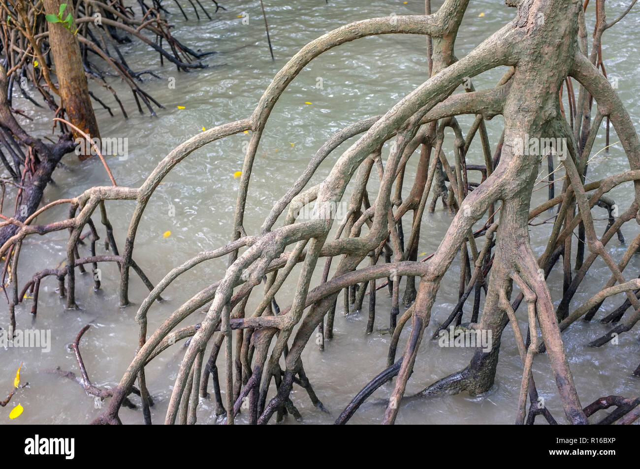 Mangrovie in una marea crescente. Foto Stock