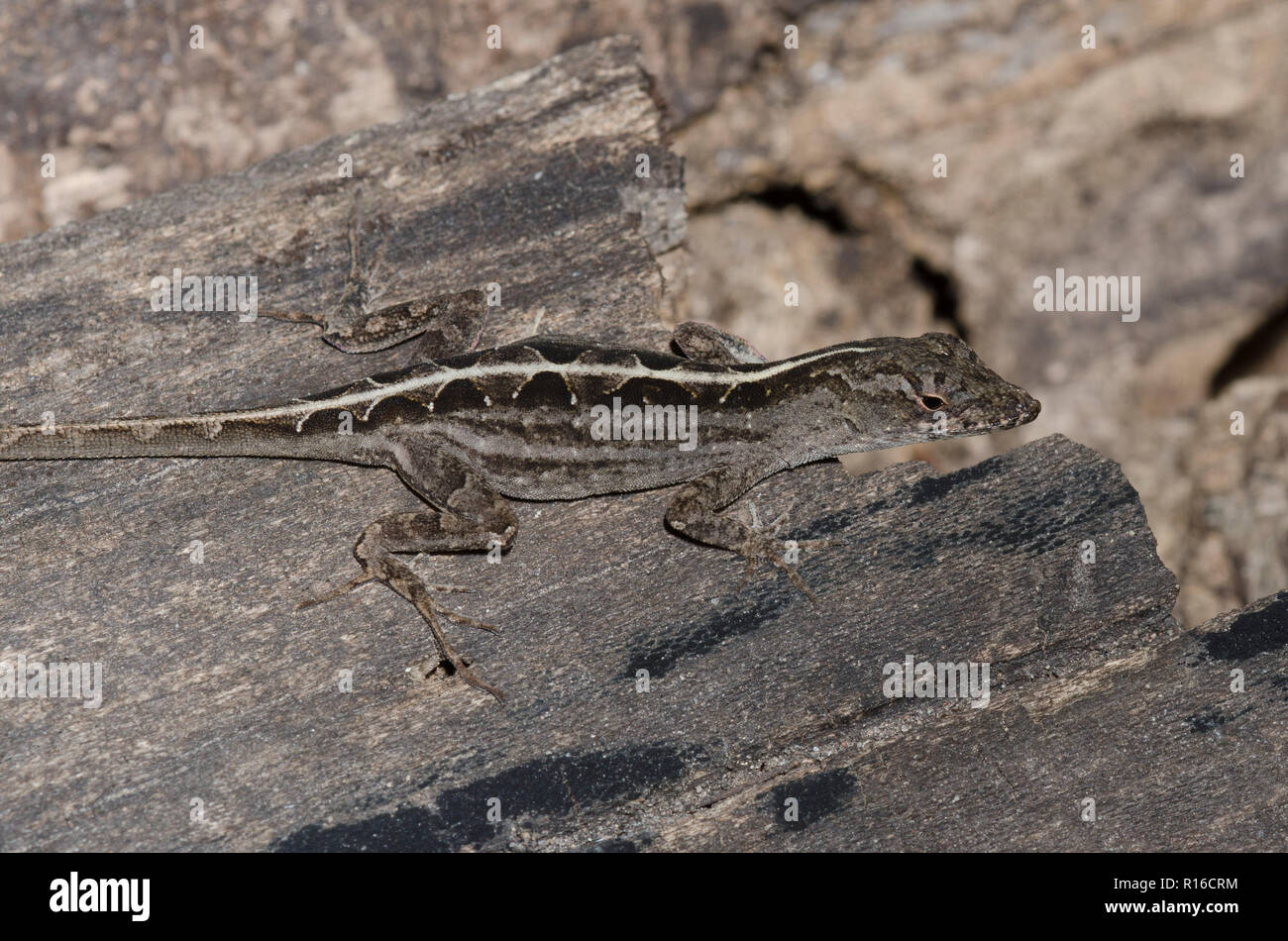 Anole marrone, Anolis sagrei Foto Stock