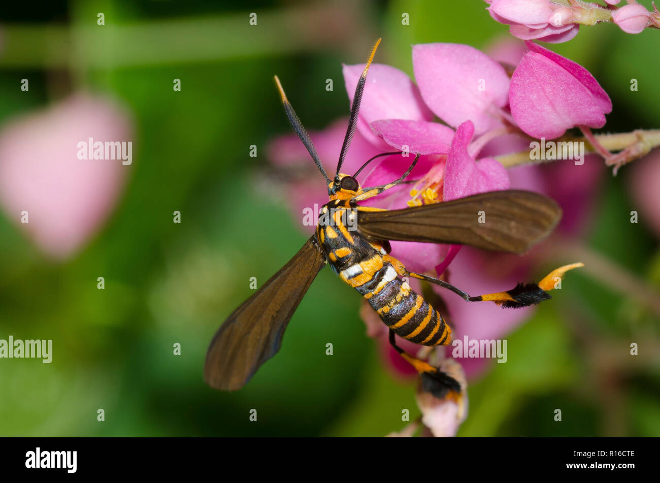 Texas Wasp Moth, Horama panthalon, su Coral vite, Antigonon leptopus Foto Stock