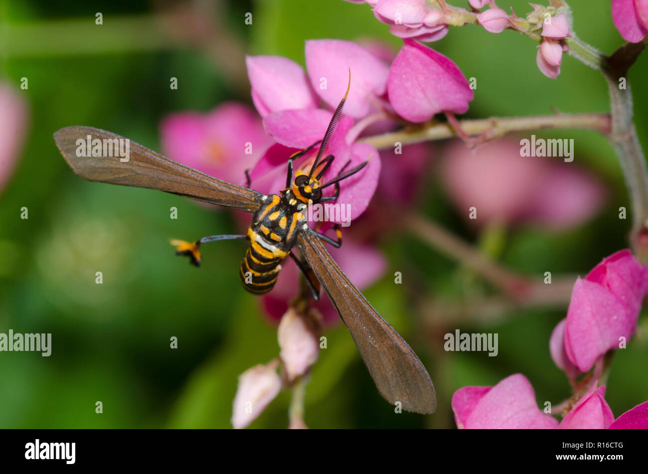 Texas Wasp Moth, Horama panthalon, su Coral vite, Antigonon leptopus Foto Stock