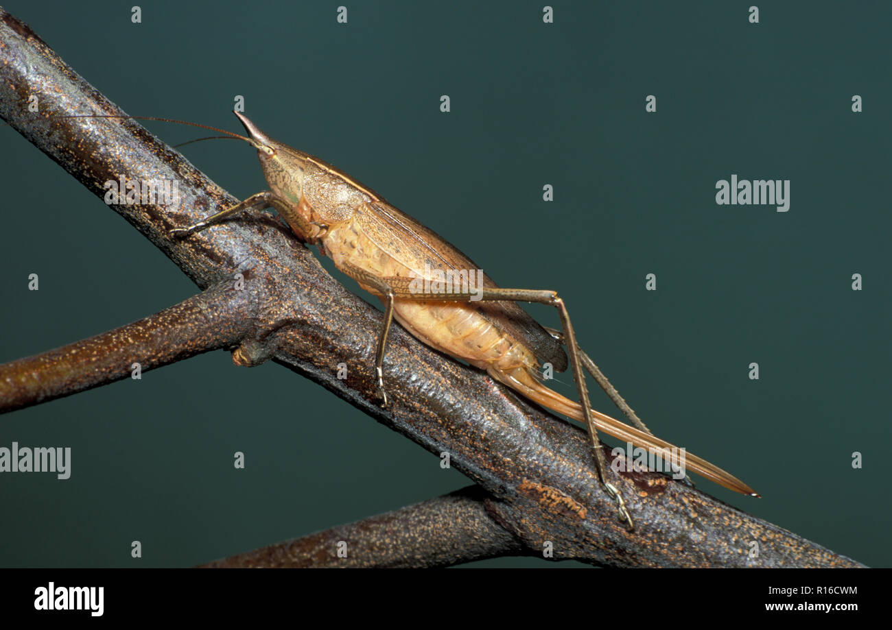 Grugno-naso, KATYDID adulto su ramoscello (COPIPHORINE) Foto Stock