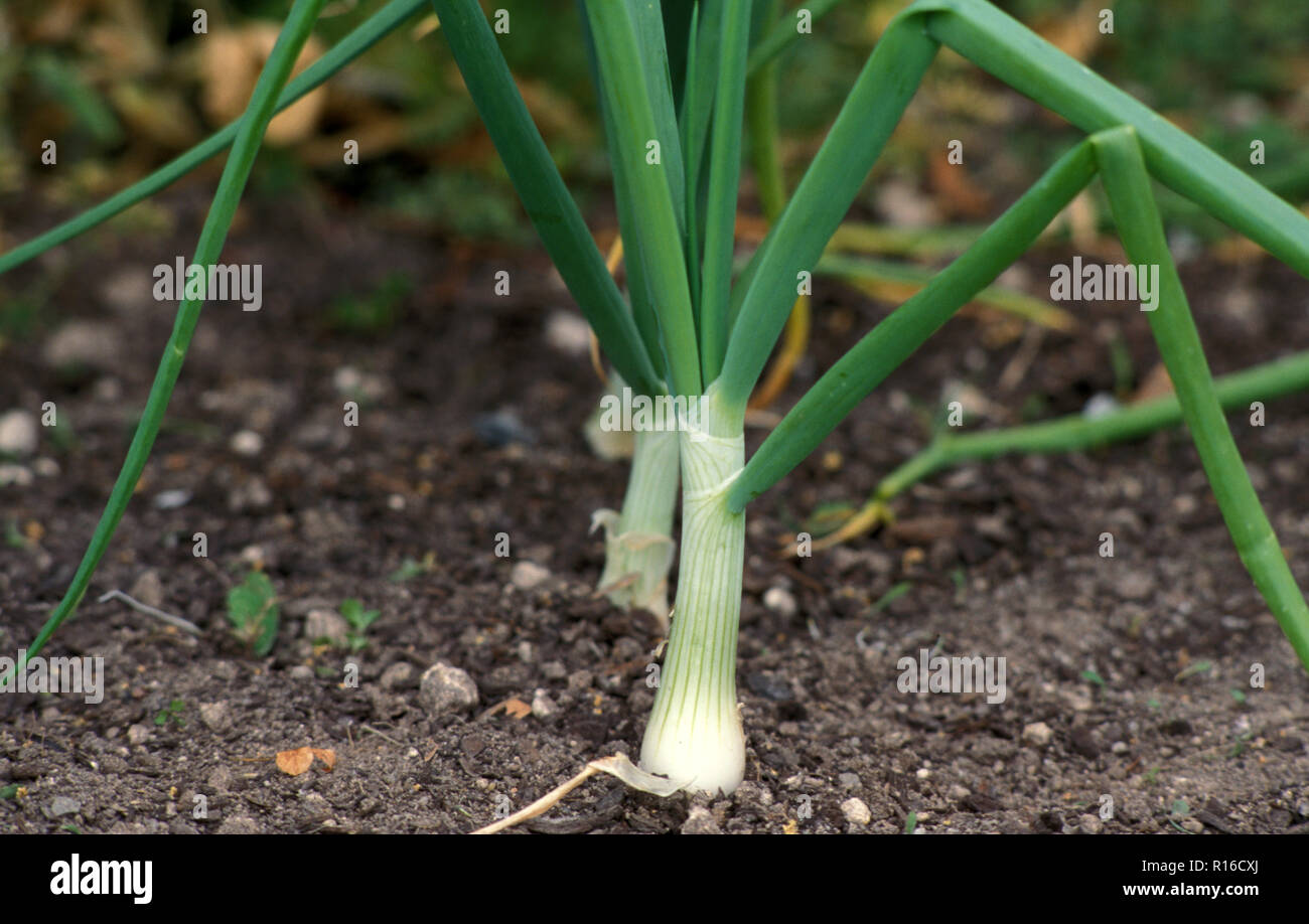 Cipolle bianche di crescita (Allium cepa) CEPA GRUPPO Foto Stock