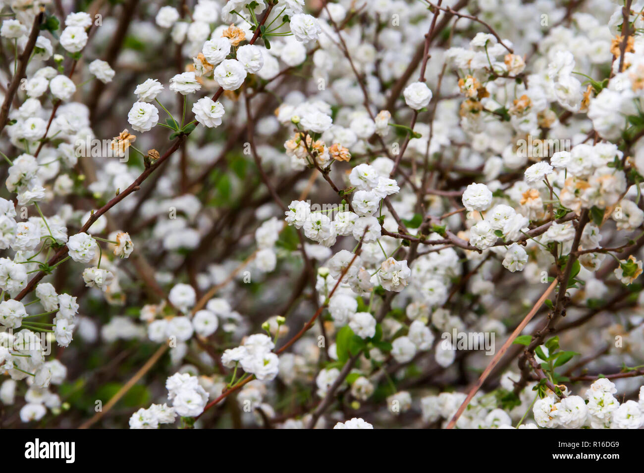 Romantico appassionato di fiori bianchi in primavera Foto Stock