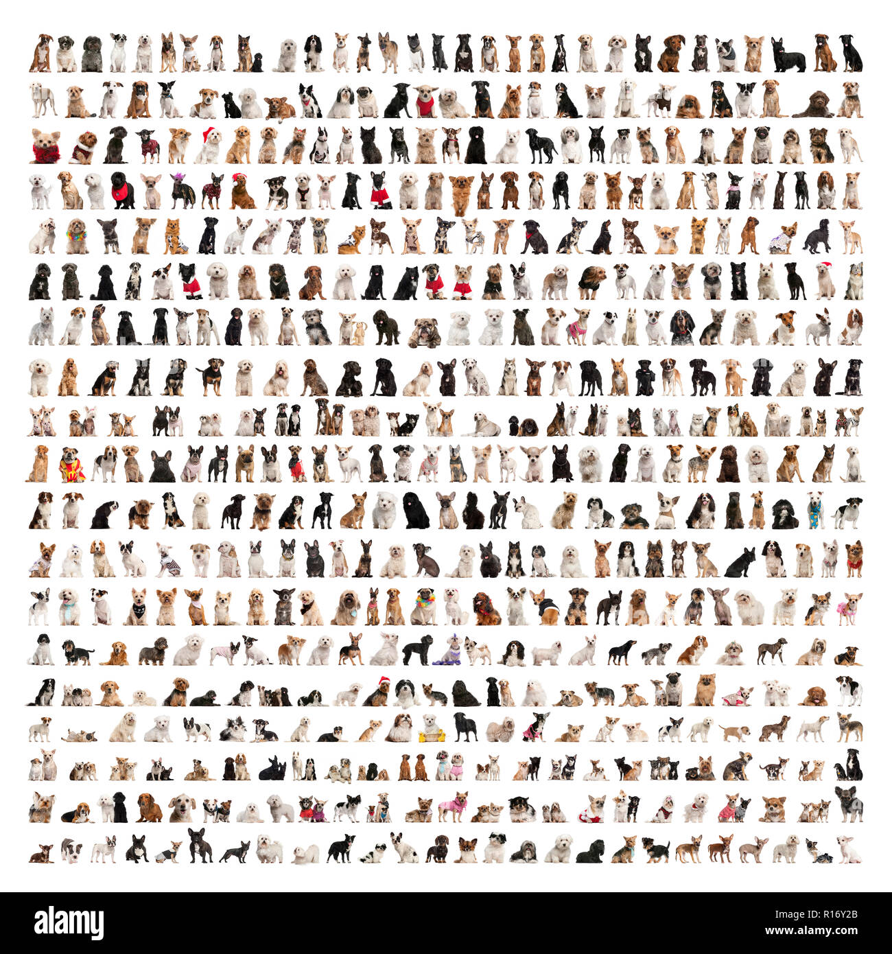 Grande gruppo di razze di cani di fronte a uno sfondo bianco Foto Stock