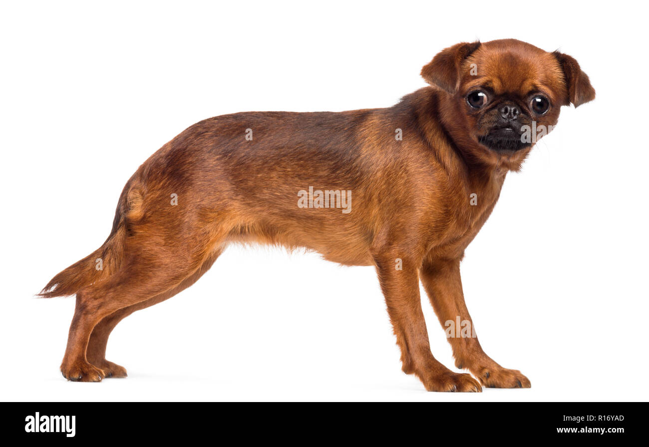 Griffon Bruxellois, 2 anni, guardando la telecamera contro uno sfondo bianco Foto Stock