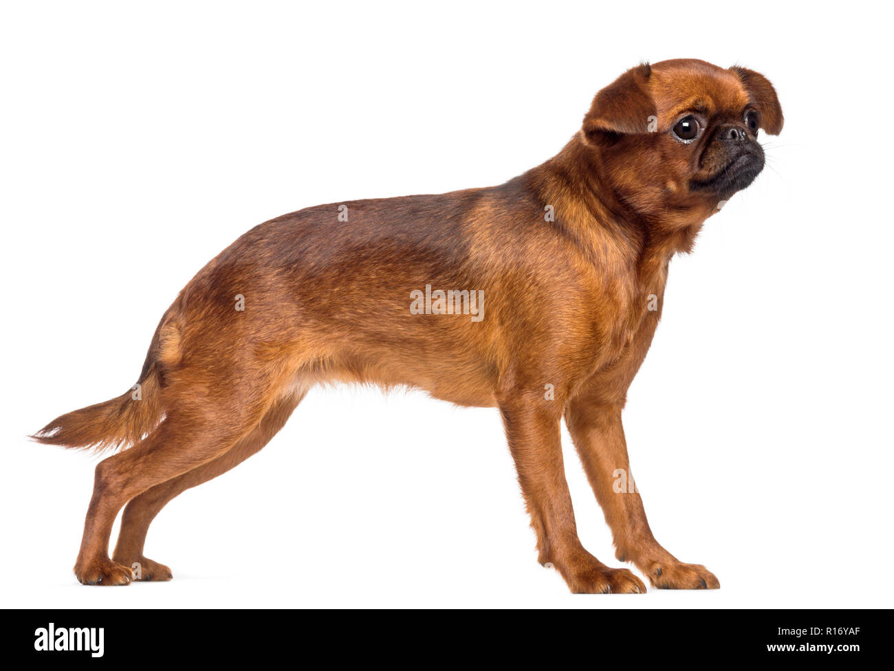 Griffon Bruxellois, 2 anni, guardando lontano contro lo sfondo bianco Foto Stock