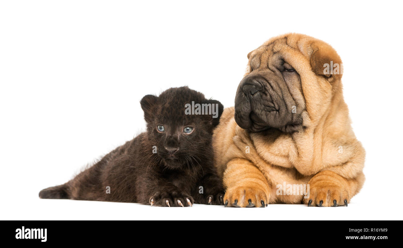 Shar Pei cucciolo e leopardo nero cub sdraiati accanto a ciascun altro,  isolato su bianco Foto stock - Alamy
