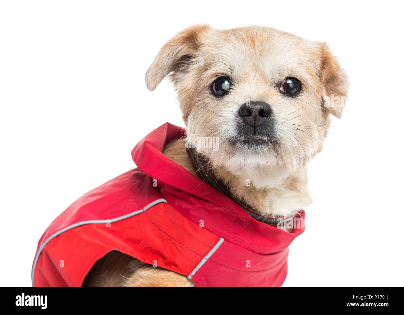 In prossimità di una mal vestito incroci di cane, isolato su bianco Foto Stock