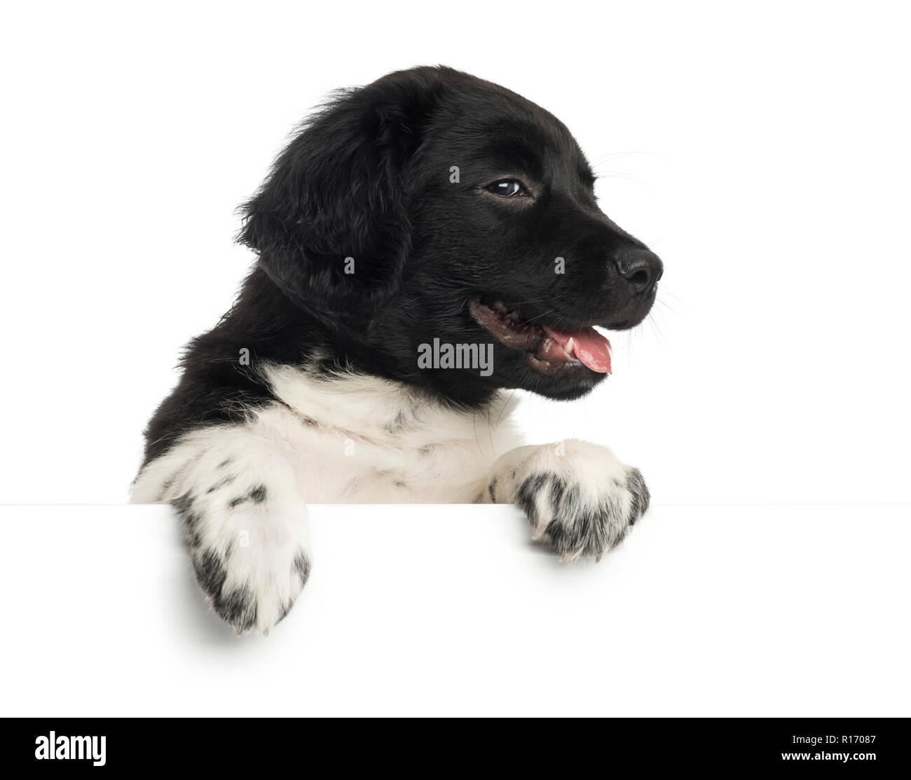 Close-up di un cucciolo Stabyhoun ansimando, poggiando su una lavagna bianca, isolato su bianco Foto Stock