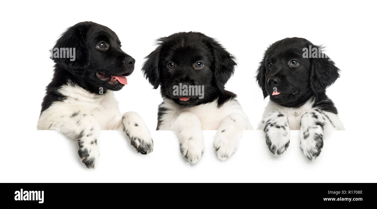 Tre cuccioli Stabyhoun, ansimando e poggiante su una lavagna bianca Foto Stock