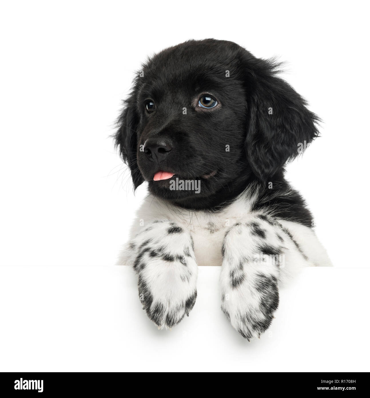 Close-up di un cucciolo Stabyhoun, la lingua di fuori, poggiando su una lavagna bianca, isolato su bianco Foto Stock