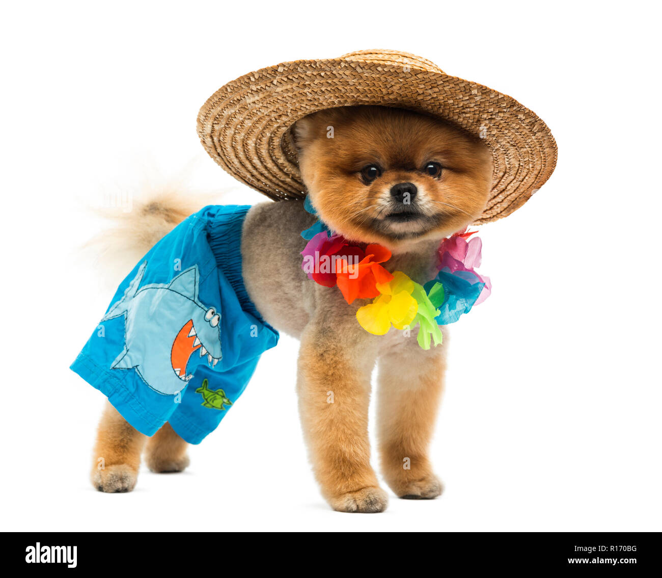 Cane di Pomerania indossando breve, Hawaiian lei, hat Foto Stock