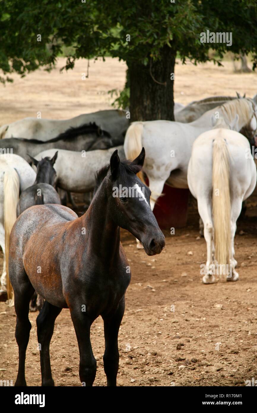 Lipizzani puledro con sua madre e la mandria in un paddock di un prigioniero Foto Stock