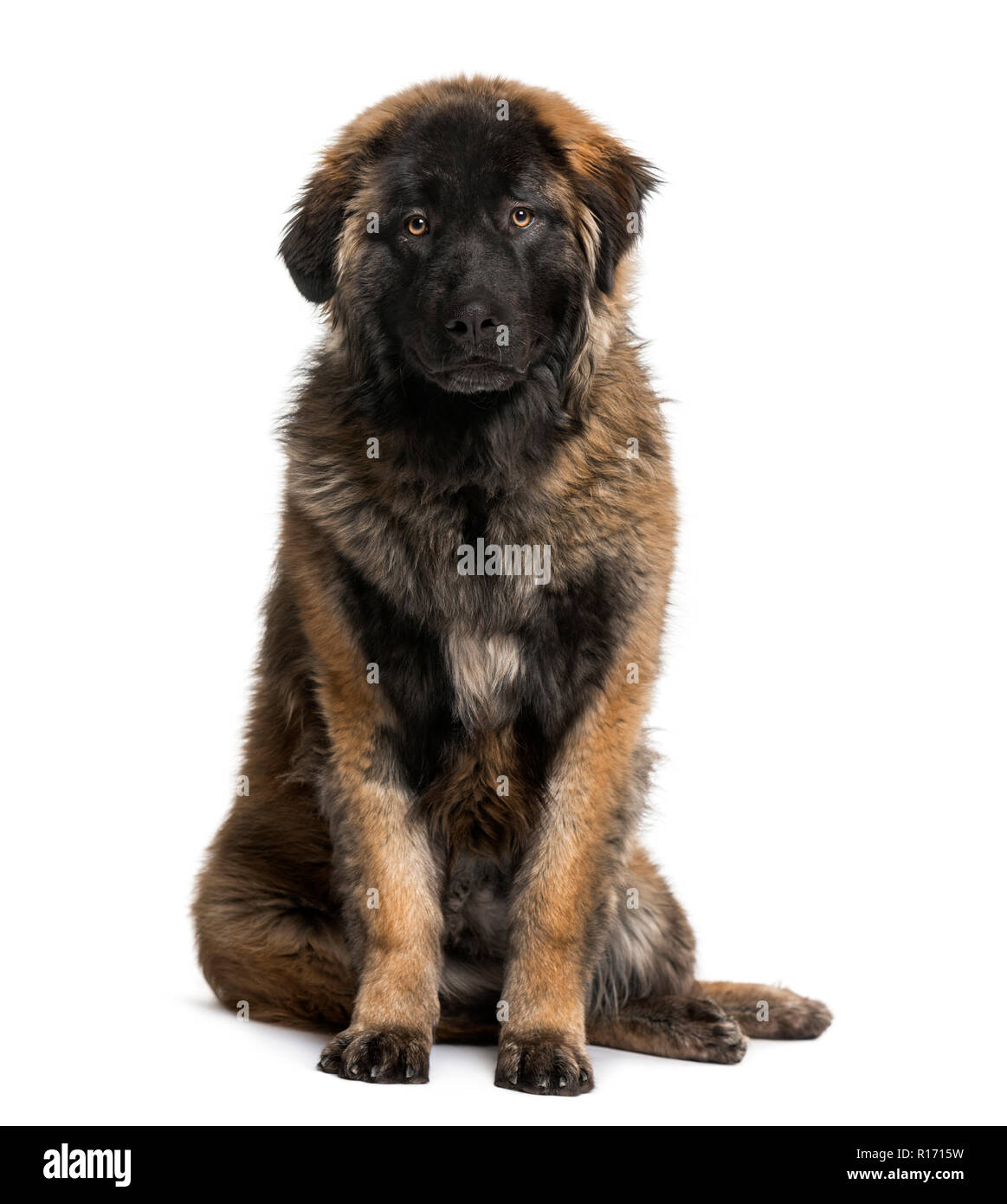 Leonberger cucciolo (8 mesi) Foto Stock