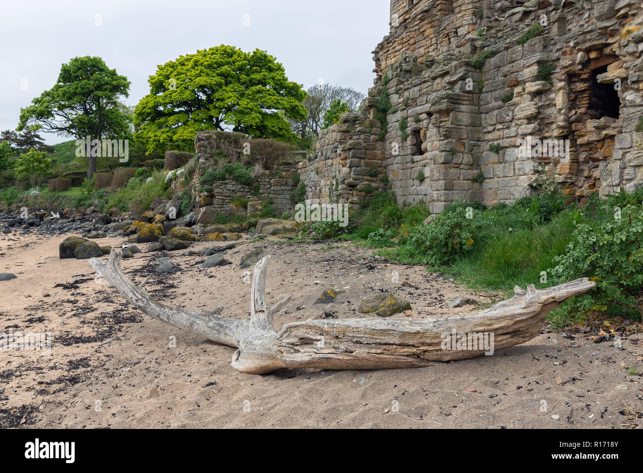 Pezzo di legno a Inchcolm spiaggia isola a forma di coccodrillo Foto Stock