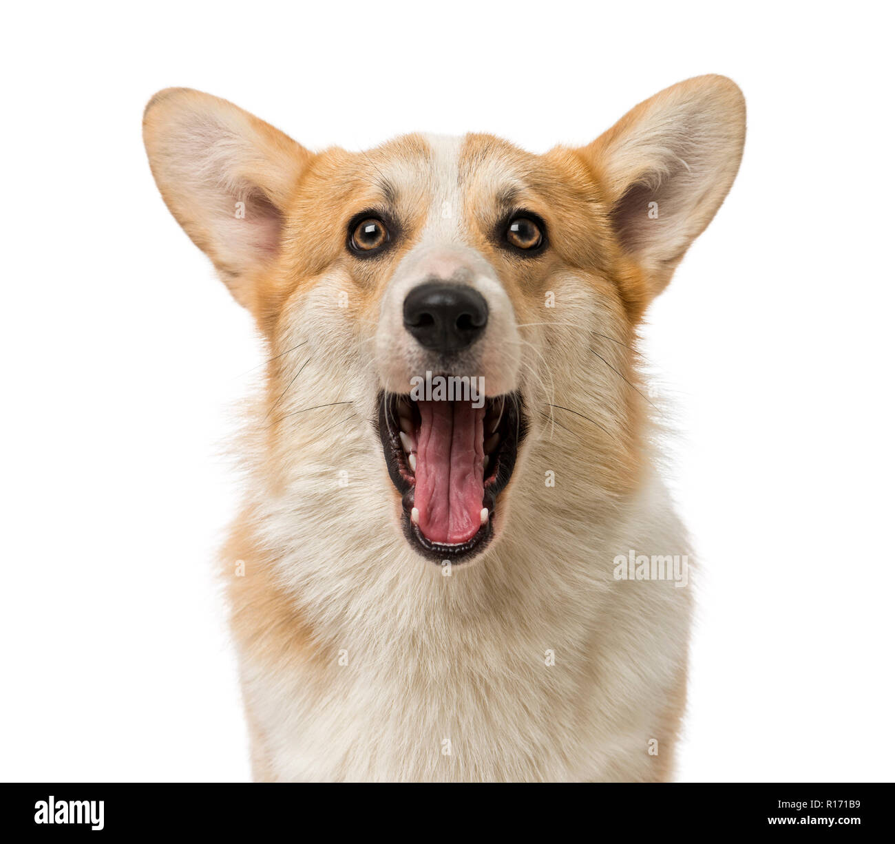 Welsh Corgi Pembroke (7 mesi) Foto Stock