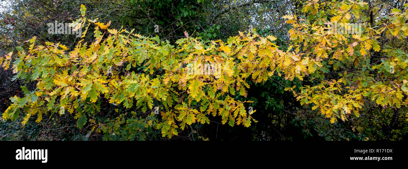 Il ramo di quercia inglese Quercus robur lascia virava al giallo in autunno Foto Stock