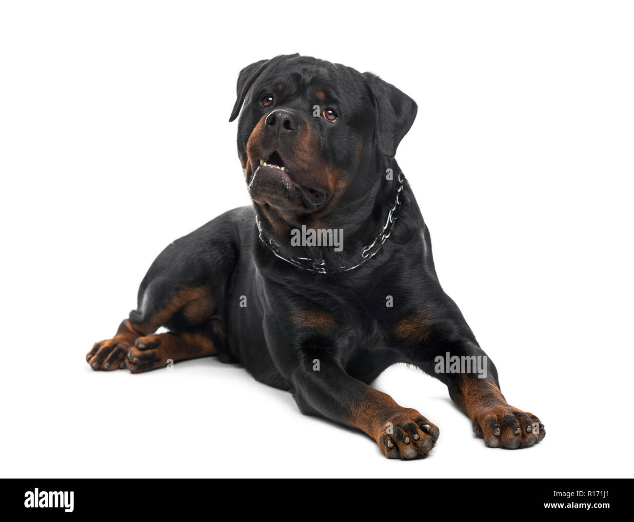 Rottweiler (3 anni) Foto Stock