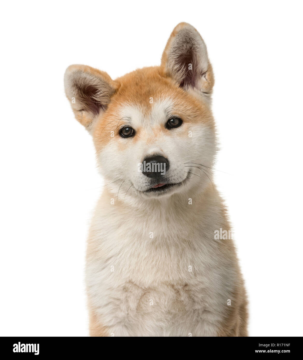 Close-up di un Akita Inu cucciolo di fronte a uno sfondo bianco Foto Stock