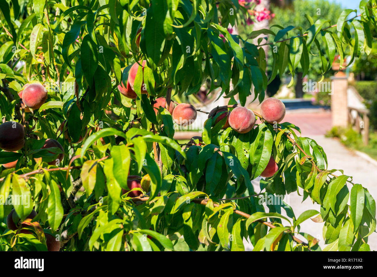 Organici di pesco, basso appeso frutta fresche pesco, pesche appendere, gli agricoltori biologici, azienda agricola biologica, vita sana nozione, stile di vita, cibo fresco, Foto Stock